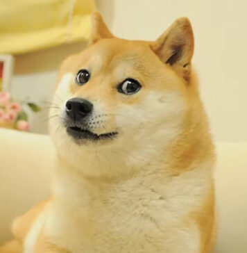 Cuộc biểu tình của Meme Coin có thể báo hiệu mùa Altcoin sắp xảy ra
