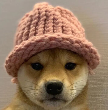 Dogwifat trở thành đồng Meme lớn thứ ba